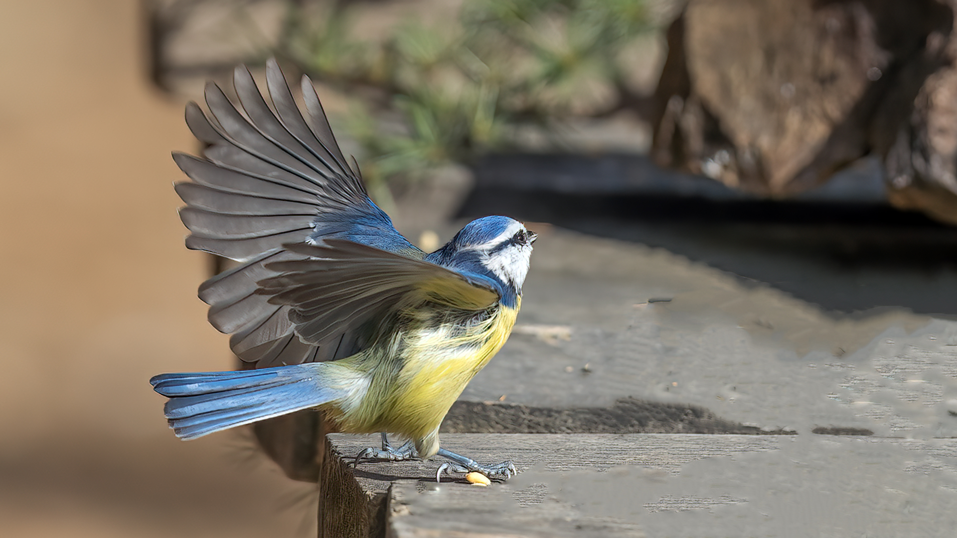 Eurasian Blue Tit — Ana fotoğraf